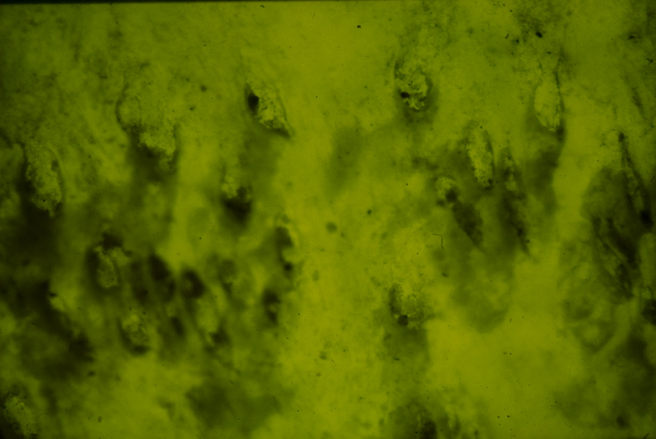 Microfotografia. Studi per l'identificazione della specie
icpal_14989
Keywords: ICPL Studi indentificazione specie, Microfotografie, ICPL