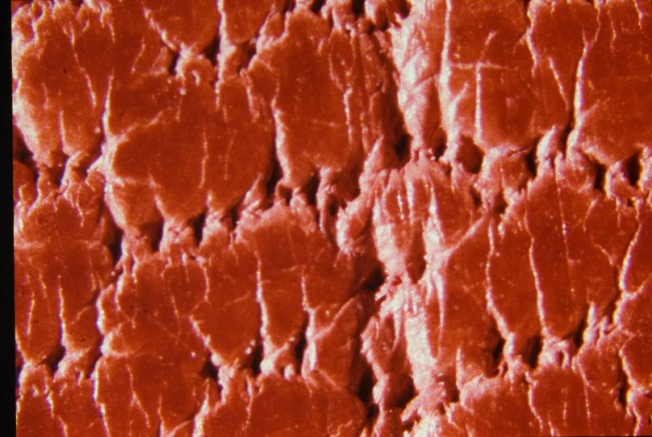 Ingrandimento fotografico. Studi per l'identificazione della specie
icpal_15001
Keywords: ICPL Studi indentificazione specie, Macrofotografie, ICPL