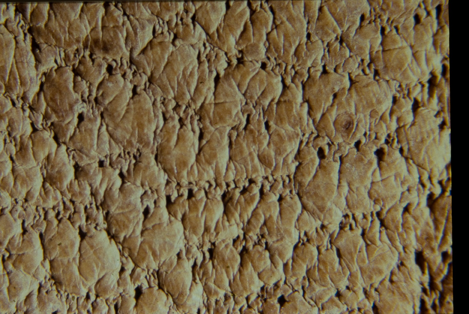 Ingrandimento fotografico. Studi per l'identificazione della specie
icpal_15003
Keywords: ICPL Studi indentificazione specie, Macrofotografie, ICPL