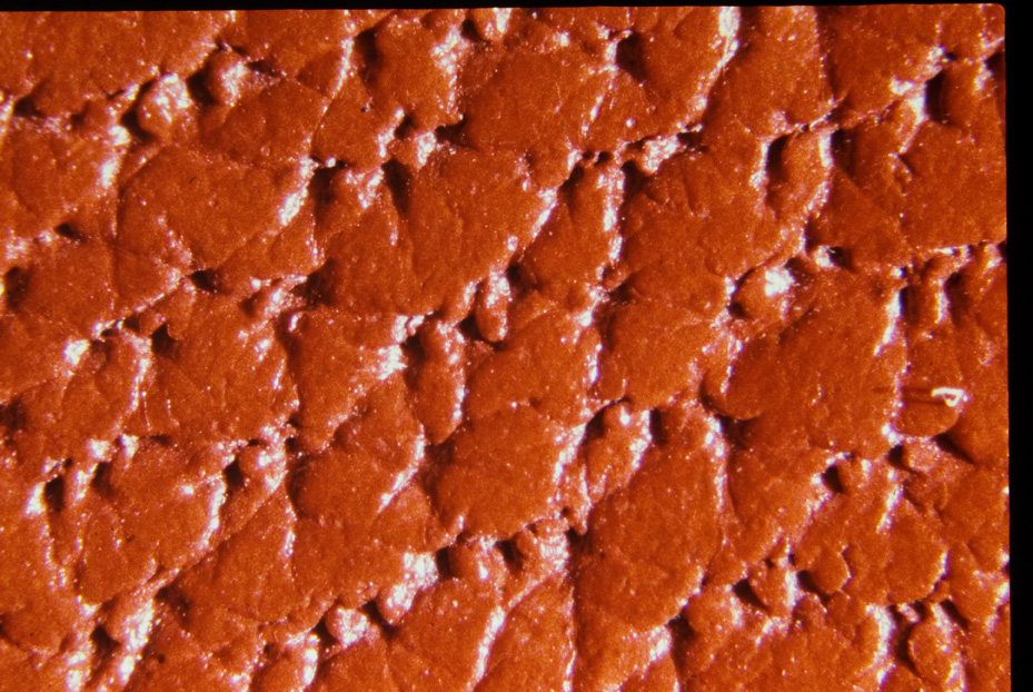 Ingrandimento fotografico. Studi per l'identificazione della specie
icpal_15008
Keywords: ICPL Studi indentificazione specie, Macrofotografie, ICPL