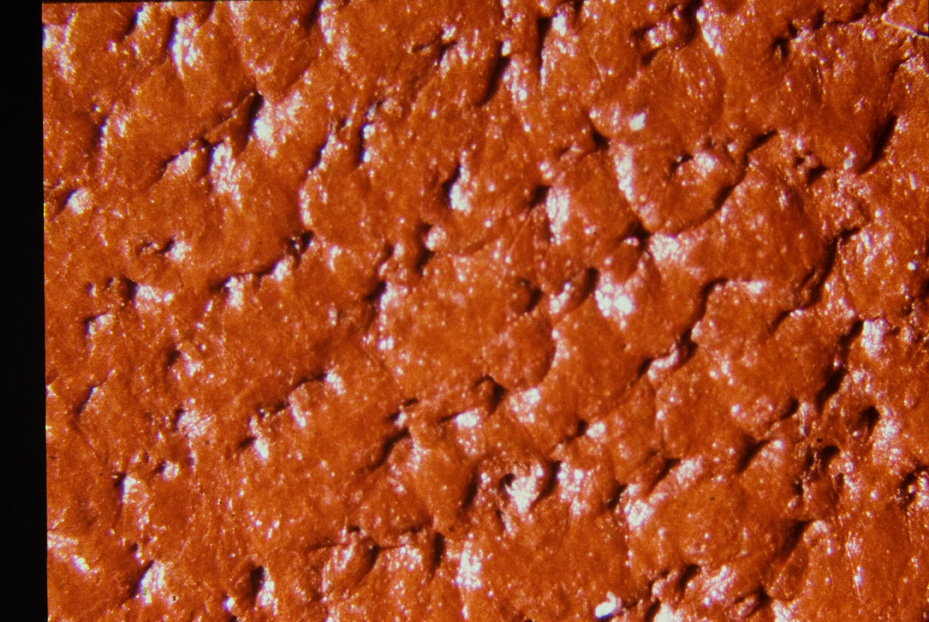 Ingrandimento fotografico. Studi per l'identificazione della specie
icpal_15009
Keywords: ICPL Studi indentificazione specie, Macrofotografie, ICPL