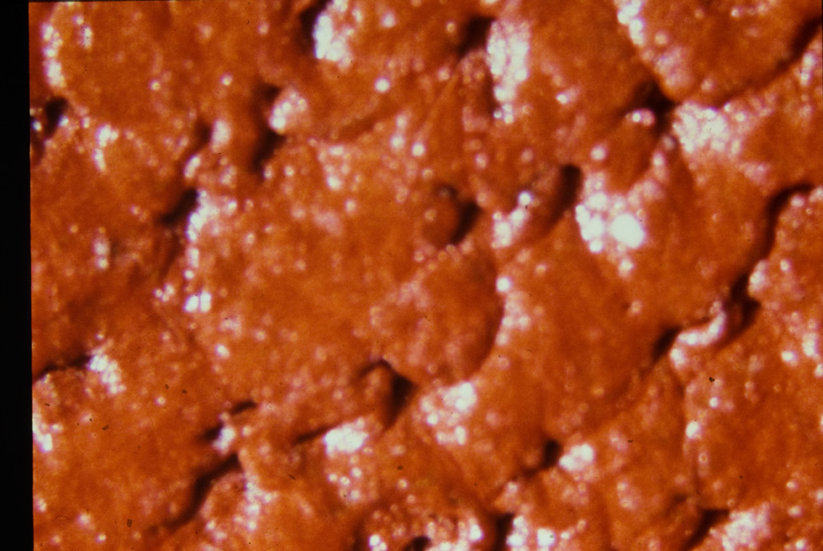 Ingrandimento fotografico. Studi per l'identificazione della specie
icpal_15011
Keywords: ICPL Studi indentificazione specie, Macrofotografie, ICPL
