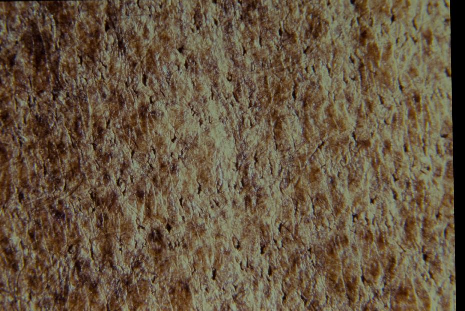 Ingrandimento fotografico. Studi per l'identificazione della specie
icpal_15014
Keywords: ICPL Studi indentificazione specie, Macrofotografie, ICPL