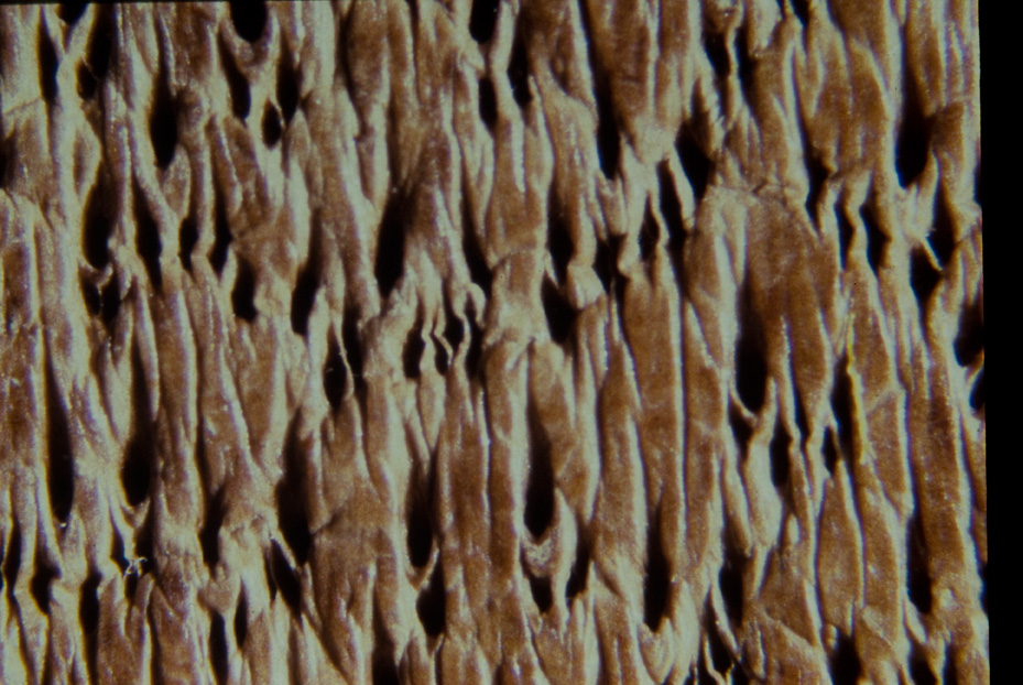 Ingrandimento fotografico. Studi per l'identificazione della specie
icpal_15015
Keywords: ICPL Studi indentificazione specie, Macrofotografie, ICPL