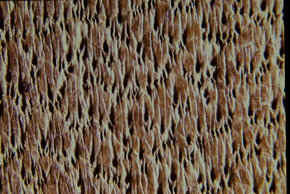 Ingrandimento fotografico. Studi per l'identificazione della specie
icpal_15016
Keywords: ICPL Studi indentificazione specie, Macrofotografie, ICPL