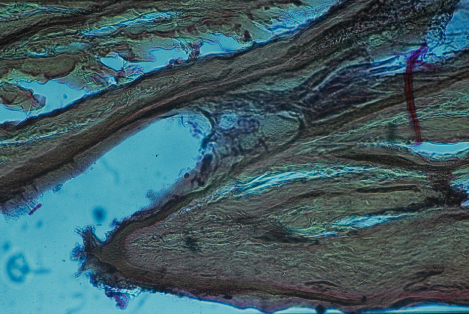 Microfotografia. Studi per l'identificazione della specie
icpal_15021
Keywords: ICPL Studi indentificazione specie, Microfotografie, ICPL