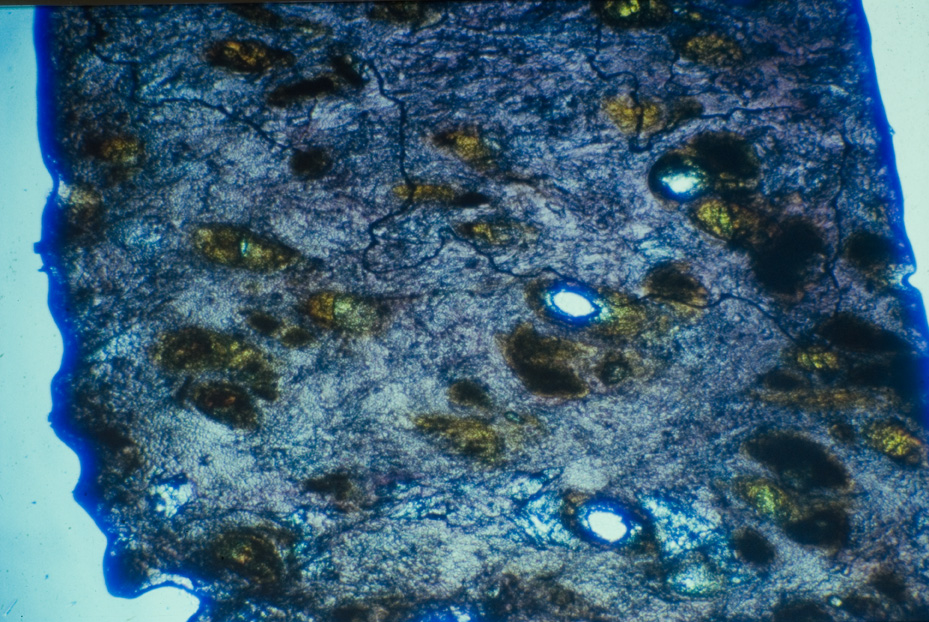 Microfotografia. Studi per l'identificazione della specie
icpal_15024
Keywords: ICPL Studi indentificazione specie, Microfotografie, ICPL