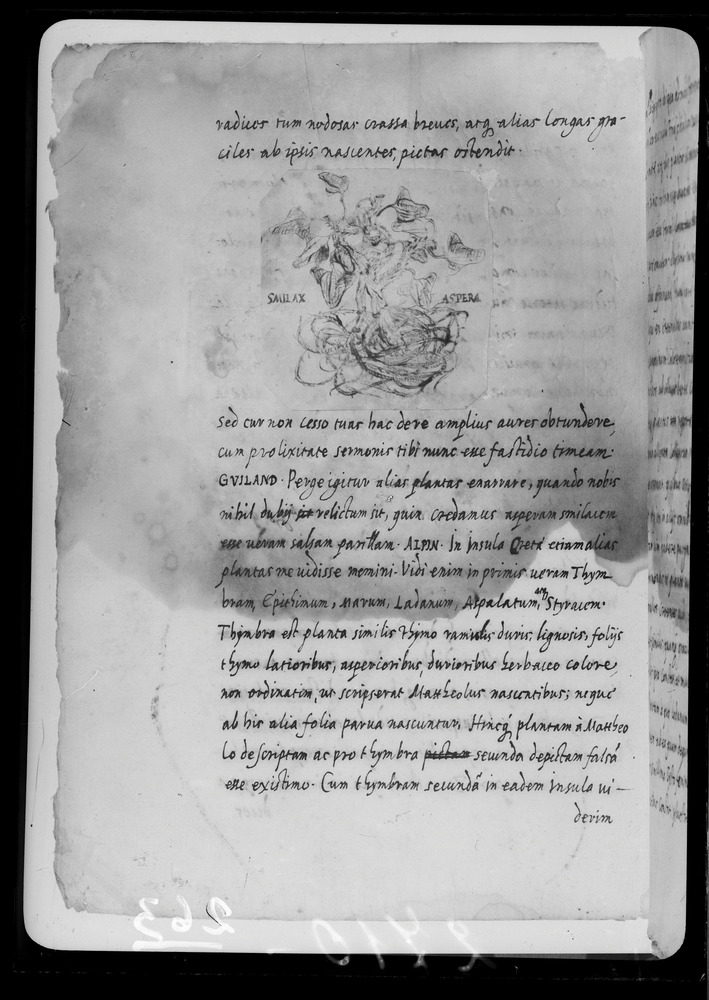 Padova, Biblioteca dell'Orto Botanico, Ms. Ar.B.18
doc_00263_031v
Keywords: Padova B Orto Botanico Ms. Ar.B.18, Padova B Orto Botanico
