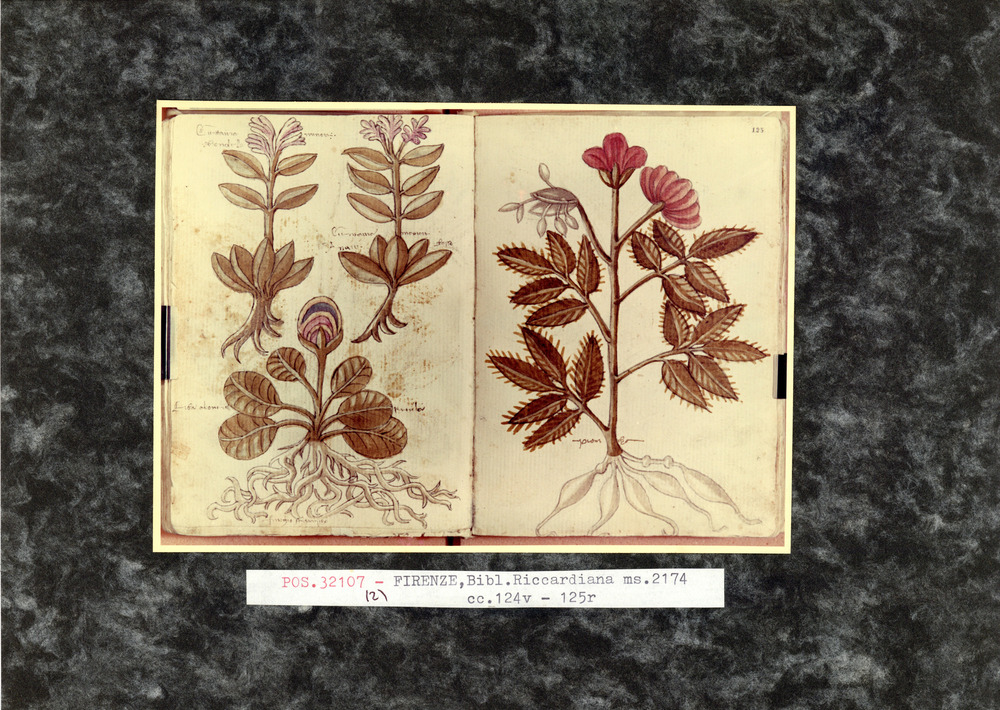 Firenze, Biblioteca Riccardiana, Ms. Ricc. 2174
pos_32107_02
Keywords: Riccardiana Ms. 2174, Riccardiana