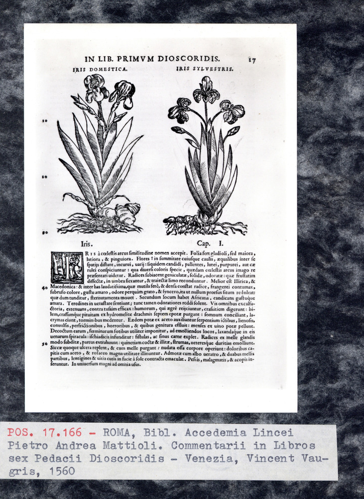 Roma, Biblioteca dell'Accademia Nazionale dei Lincei e Corsiniana, 62.M.11
pos_17166
Keywords: Lincei-Corsiniana 62.M.11, Lincei-Corsiniana