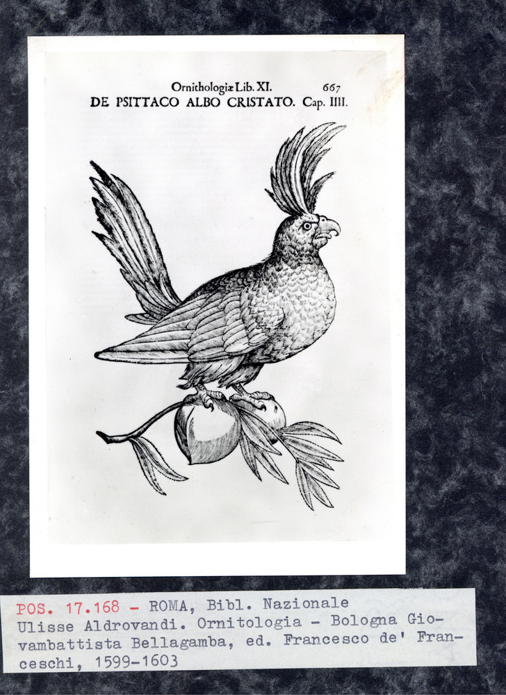 Roma, Biblioteca Nazionale Centrale, 31. 9.H.7
pos_17168
Keywords: BNCR 31. 9.H.7, BNCR