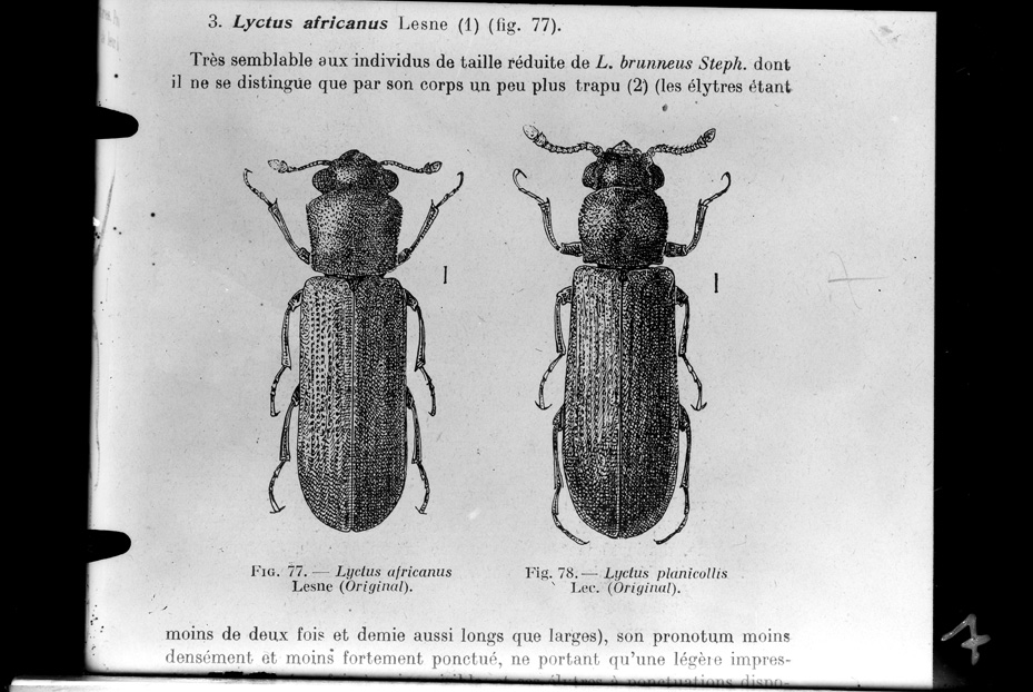 Illustrazione entomologica
ist_0004
