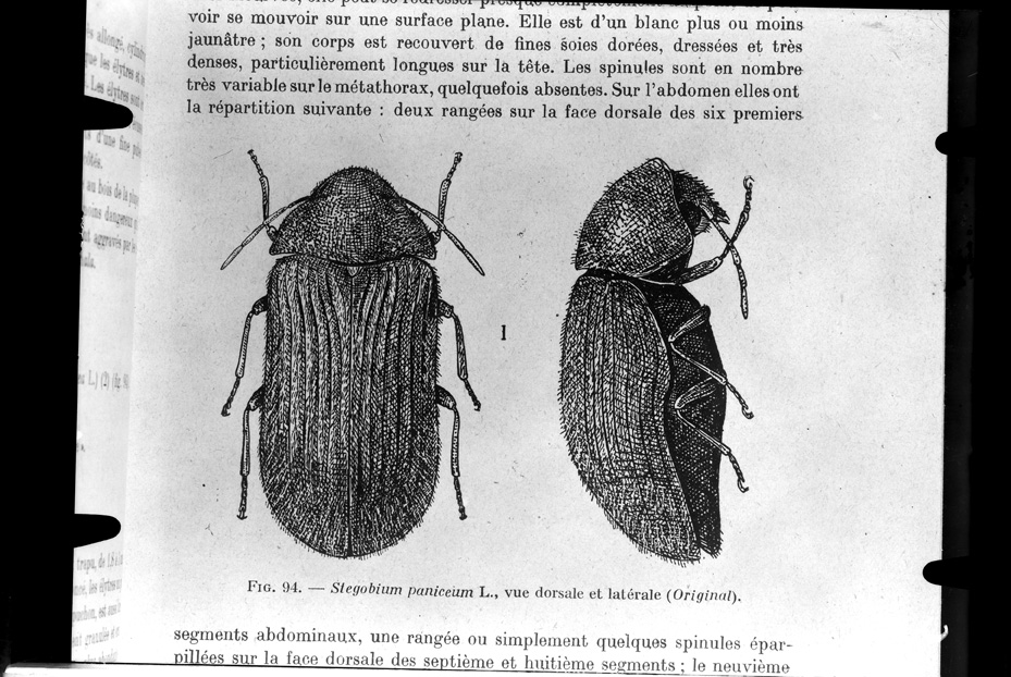 Illustrazione entomologica
ist_0005
