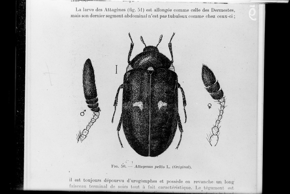 Illustrazione entomologica
ist_0006
