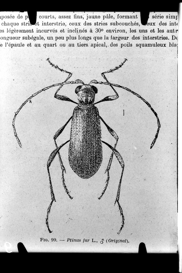 Illustrazione entomologica
ist_0009
