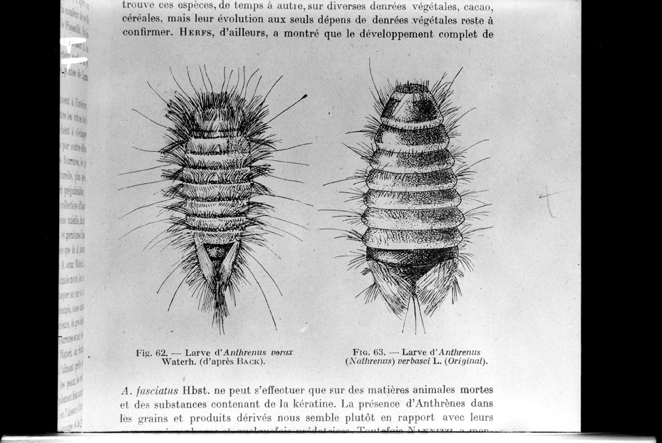 Illustrazione entomologica
ist_0011
