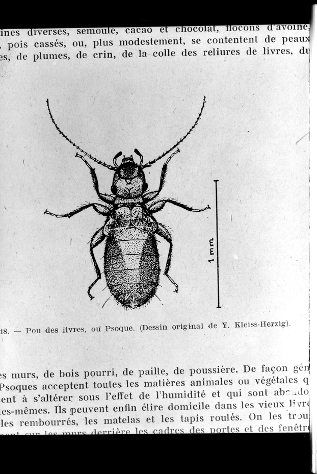 Illustrazione entomologica
ist_0014
