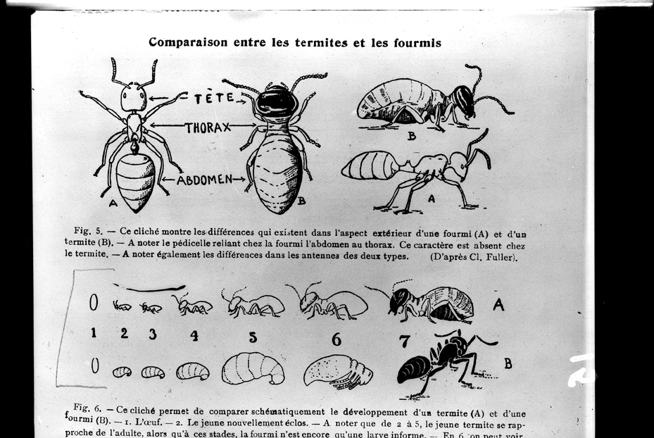 Illustrazione entomologica
ist_0015
