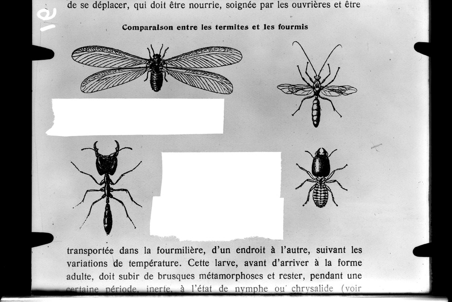 Illustrazione entomologica
ist_0016
