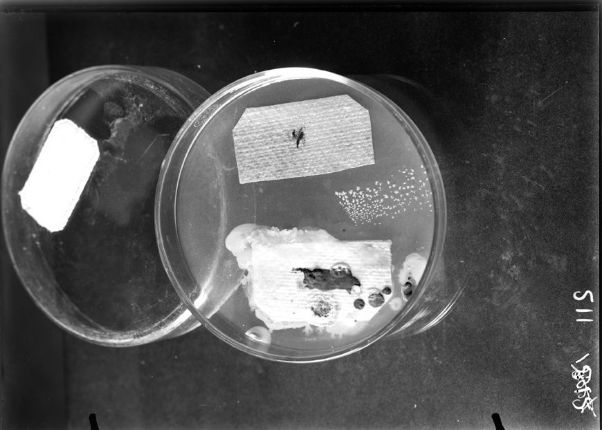 Roma, ICPAL, Laboratorio di microbiologia. Ricerca scientifica
ist_0211
Keywords: Ricerca e diagnostica