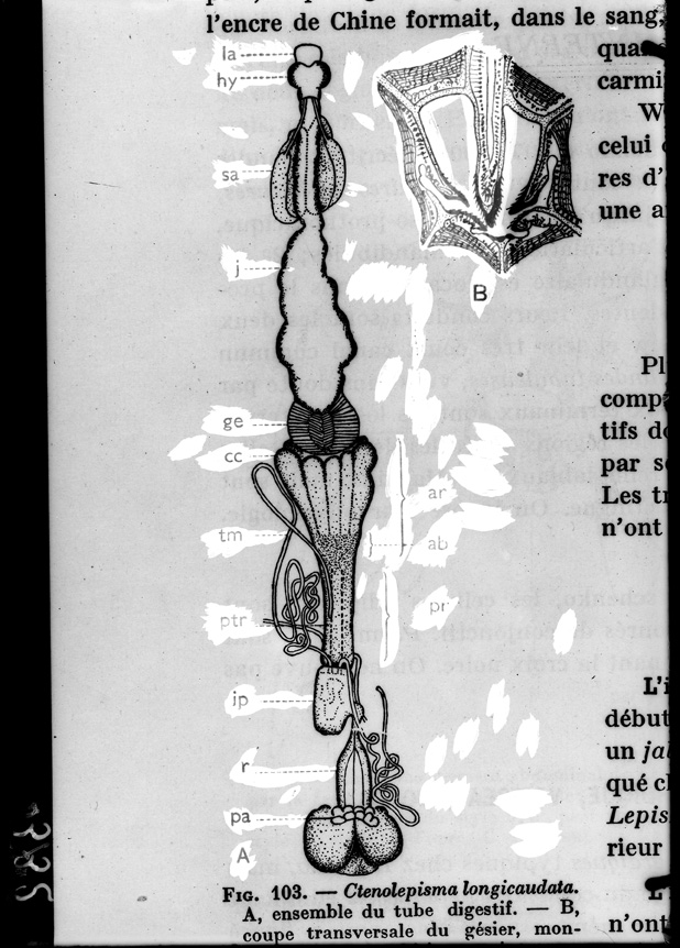 Illustrazione entomologica
ist_0332
