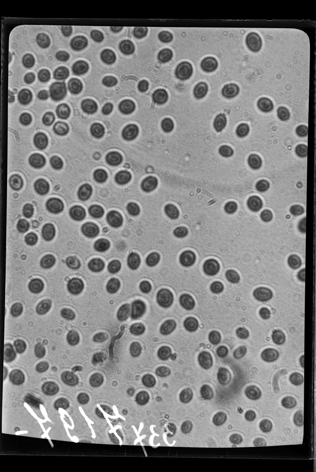 Roma, ICPAL, Laboratorio di microbiologia. Ricerca scientifica
ist_0337
Keywords: Ricerca e diagnostica