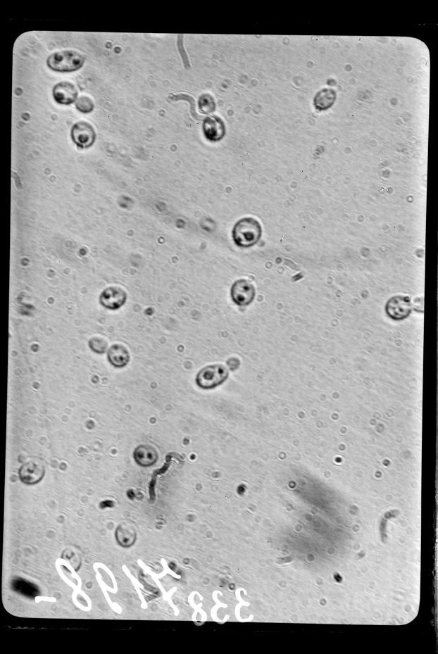 Roma, ICPAL, Laboratorio di microbiologia. Ricerca scientifica
ist_0338
Keywords: Ricerca e diagnostica