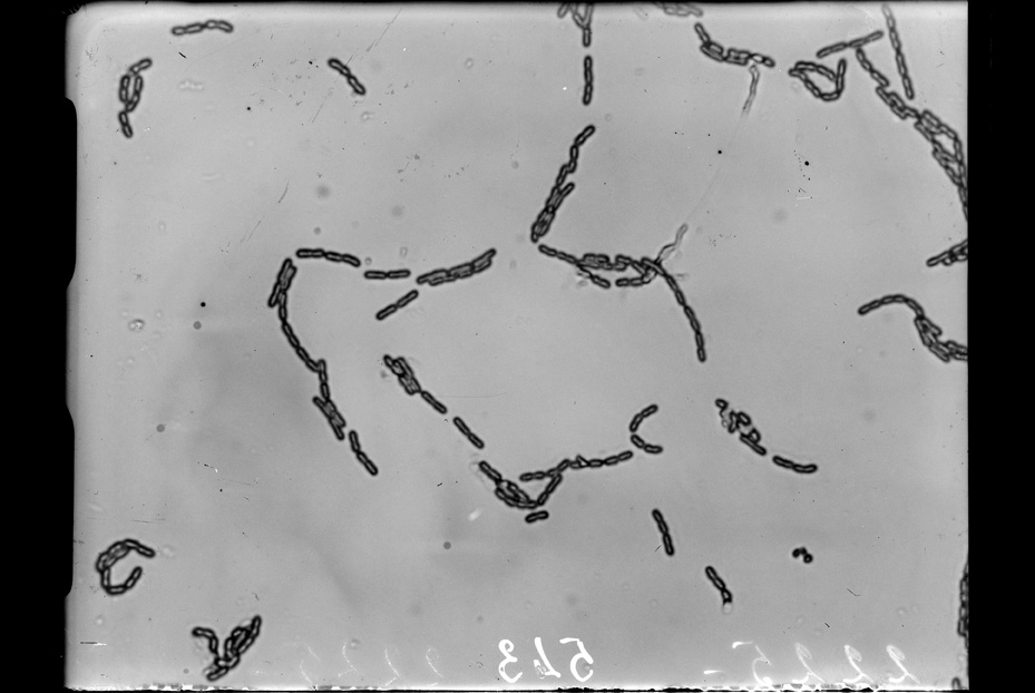 Roma, ICPAL, Laboratorio di microbiologia. Ricerca scientifica
ist_0543
Keywords: Ricerca e diagnostica