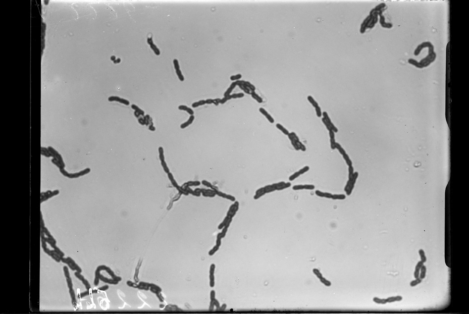 Roma, ICPAL, Laboratorio di microbiologia. Ricerca scientifica
ist_0544
Keywords: Ricerca e diagnostica