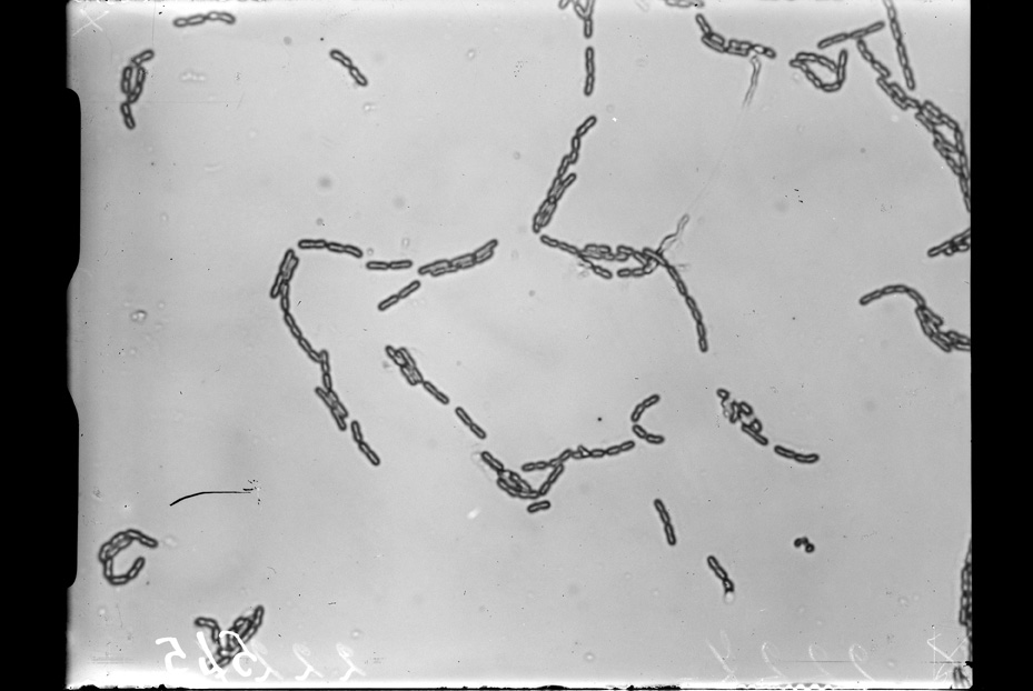 Roma, ICPAL, Laboratorio di microbiologia. Ricerca scientifica
ist_0545
Keywords: Ricerca e diagnostica