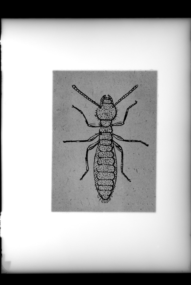 Illustrazione entomologica
ist_0559
