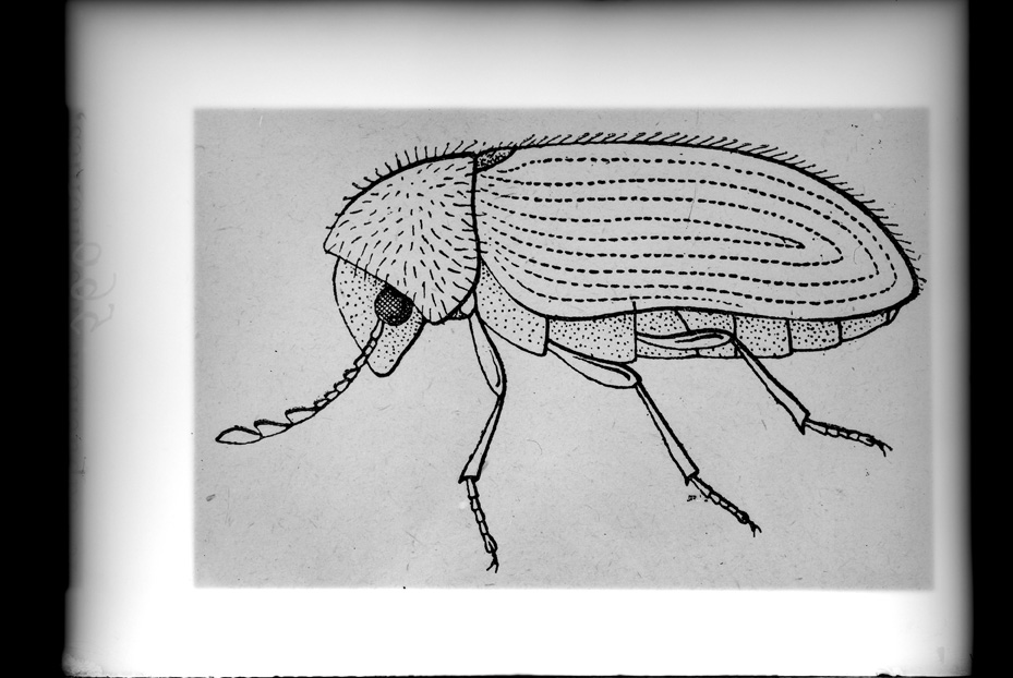 Illustrazione entomologica
ist_0560
