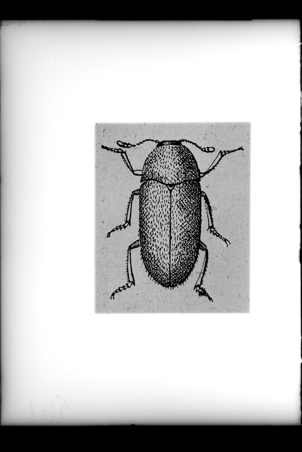 Illustrazione entomologica
ist_0561
