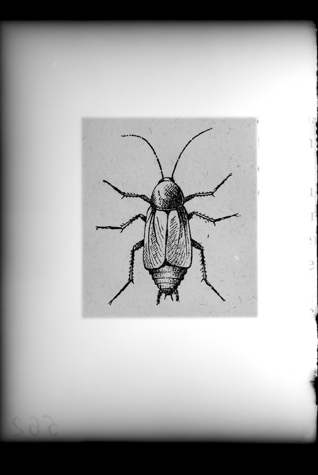 Illustrazione entomologica
ist_0562
