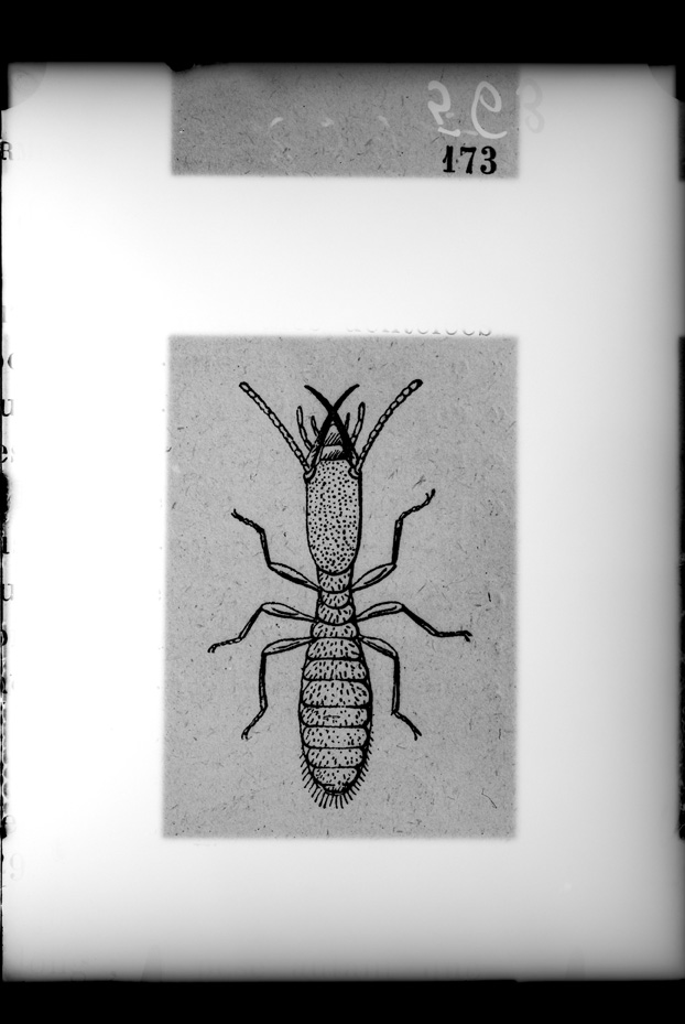 Illustrazione entomologica
ist_0563
