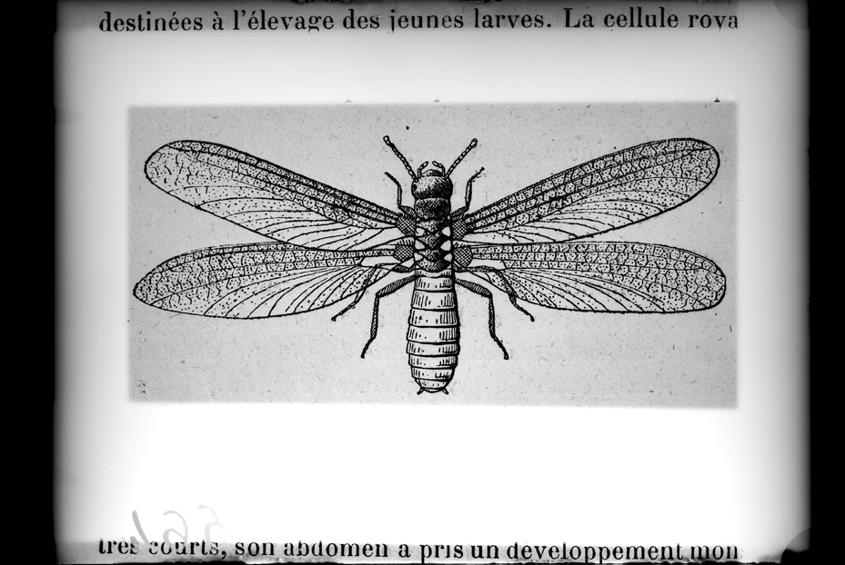 Illustrazione entomologica
ist_0564
