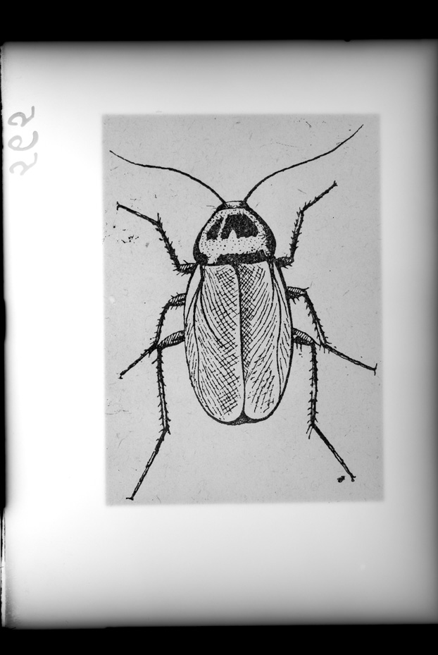 Illustrazione entomologica
ist_0565
