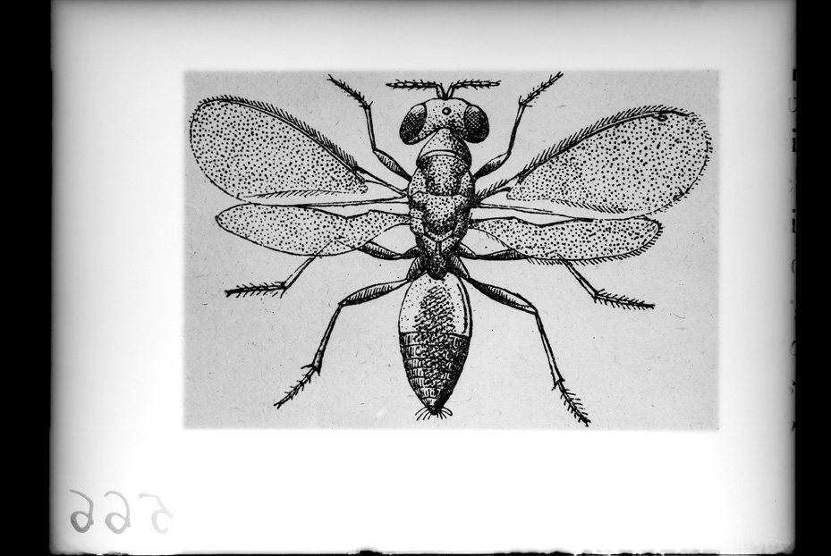 Illustrazione entomologica
ist_0566
