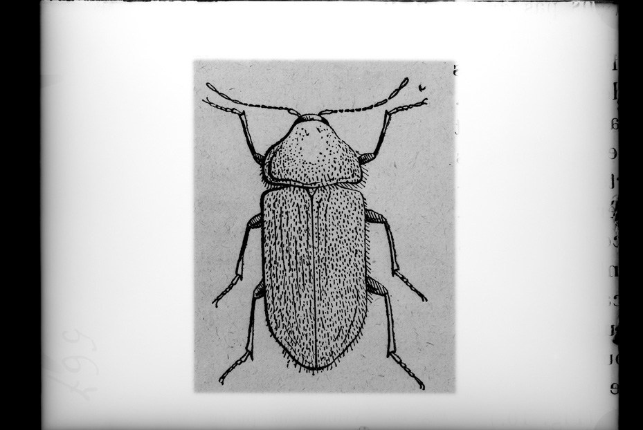 Illustrazione entomologica
ist_0567
