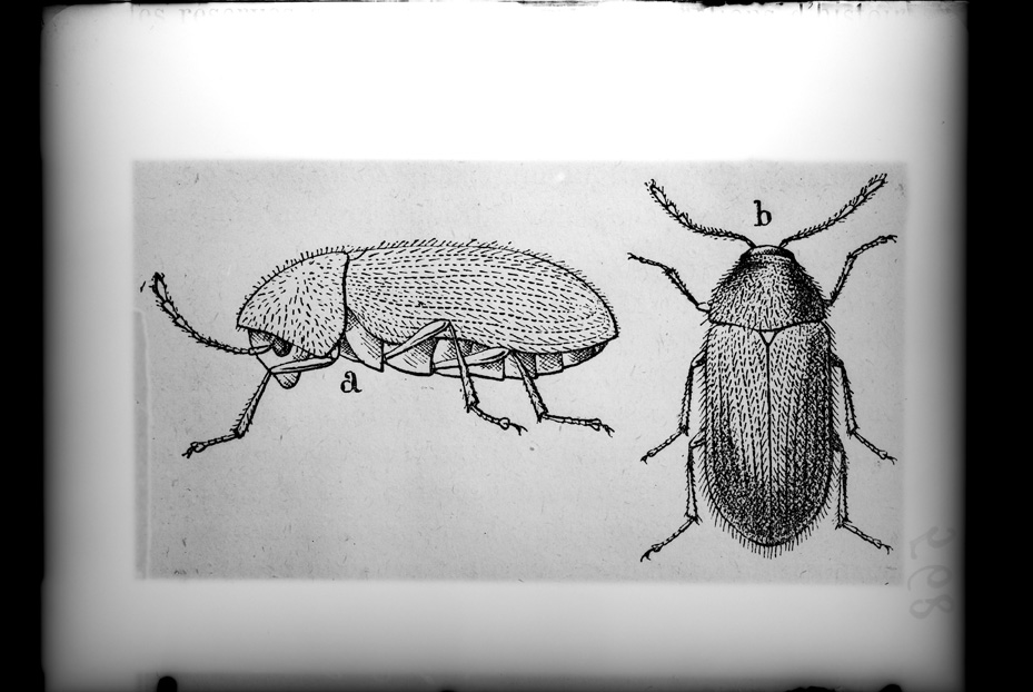 Illustrazione entomologica
ist_0568
