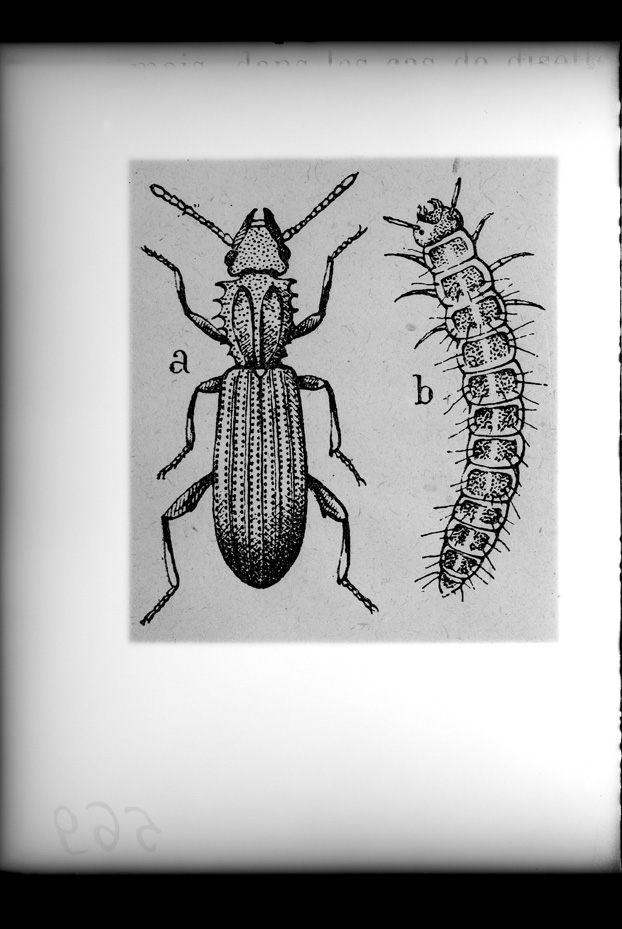 Illustrazione entomologica
ist_0569
