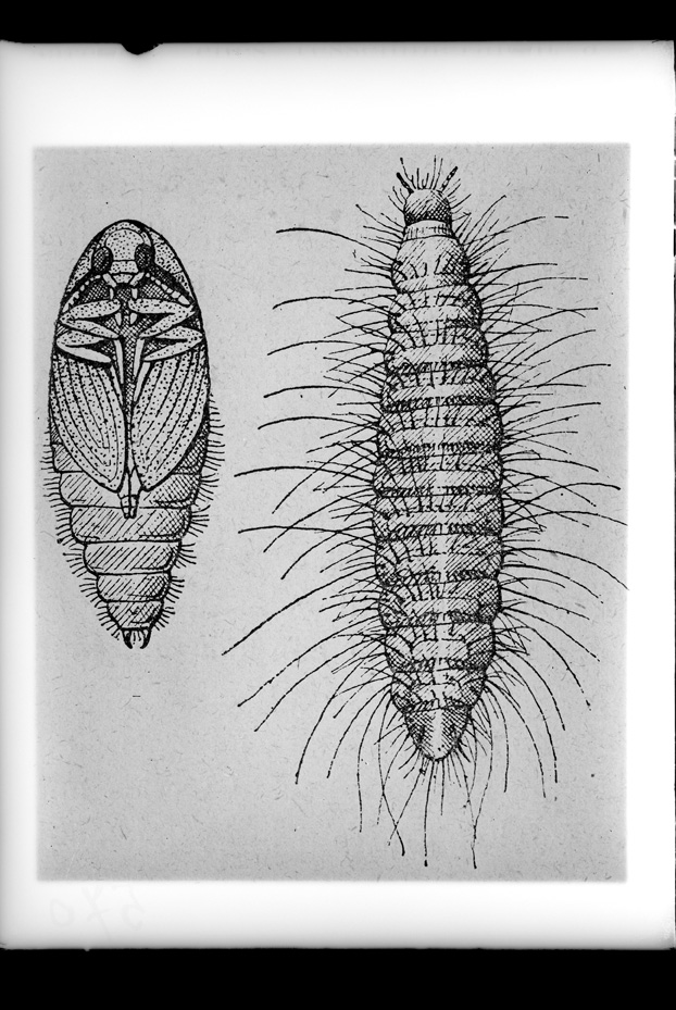 Illustrazione entomologica
ist_0570
