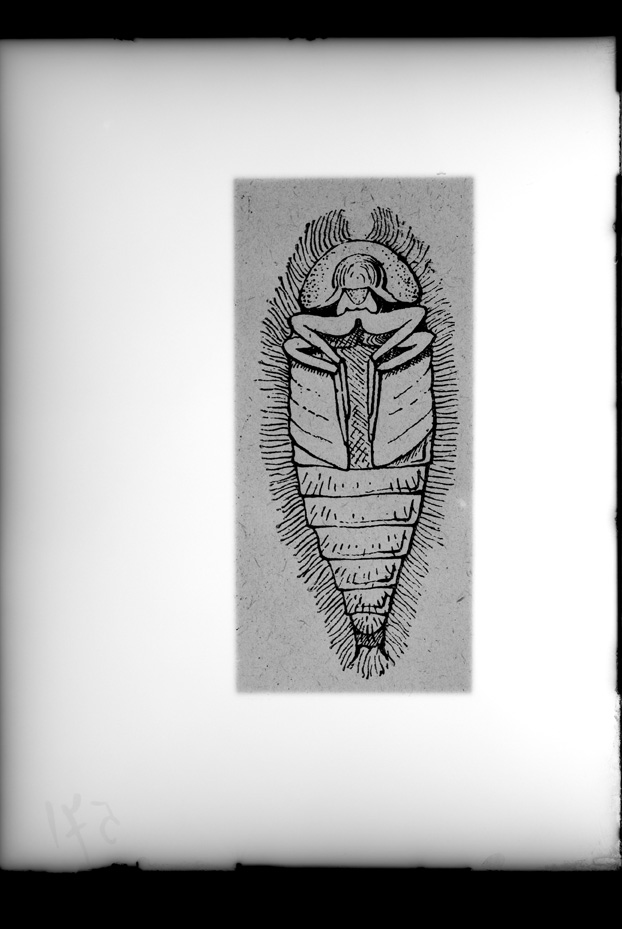 Illustrazione entomologica
ist_0571
