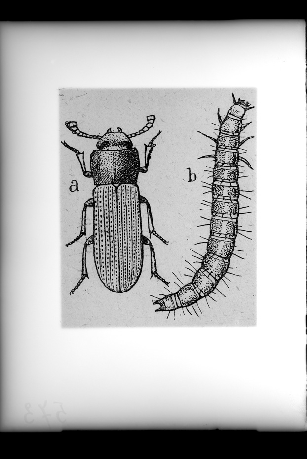 Illustrazione entomologica
ist_0573
