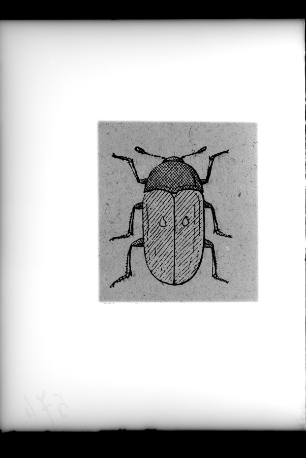 Illustrazione entomologica
ist_0574
