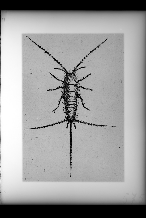 Illustrazione entomologica
ist_0575
