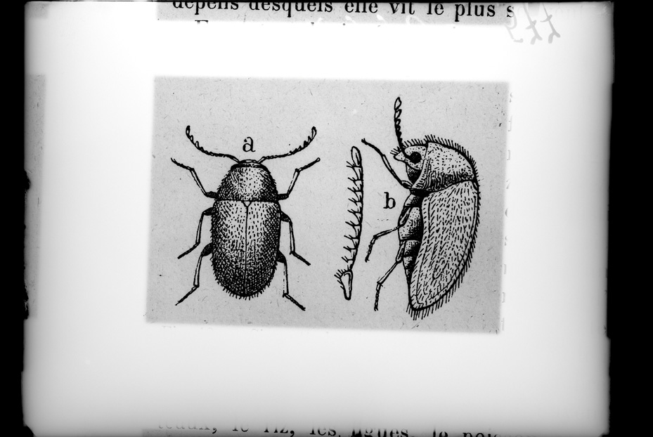 Illustrazione entomologica
ist_0577
