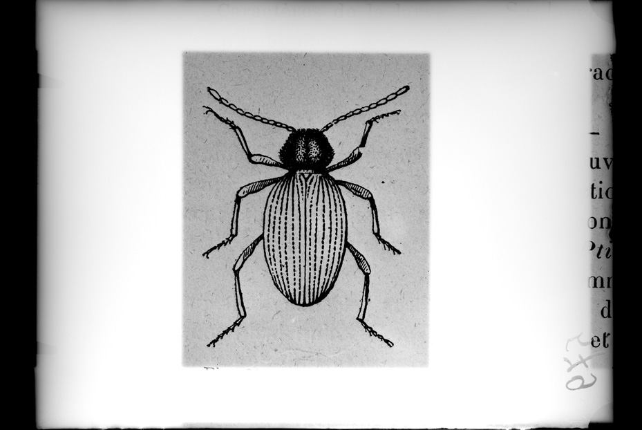 Illustrazione entomologica
ist_0579
