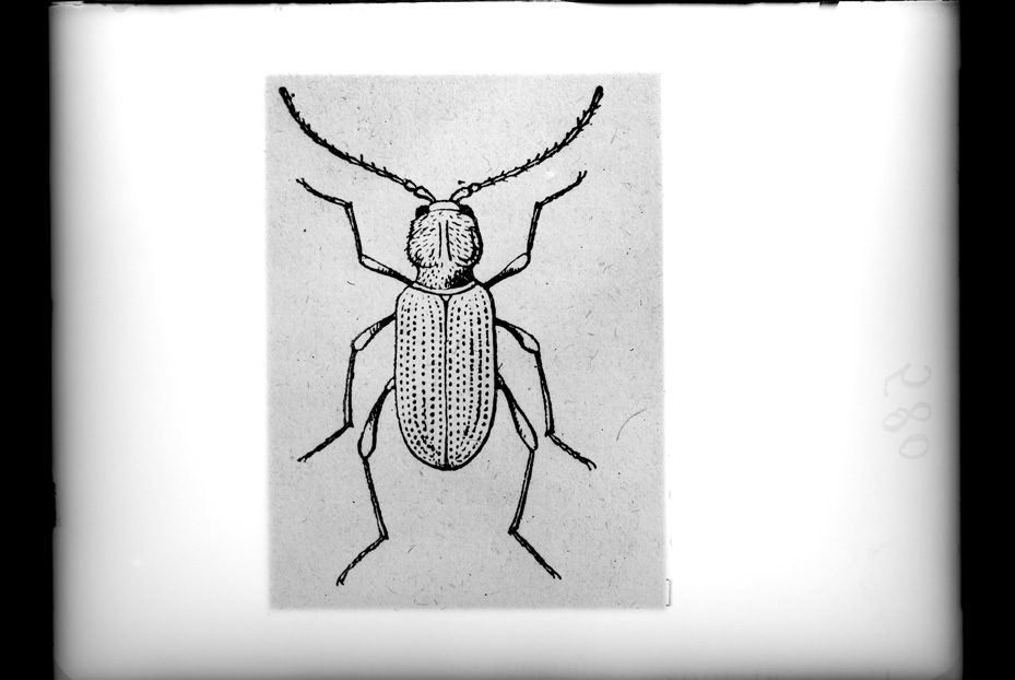 Illustrazione entomologica
ist_0580
