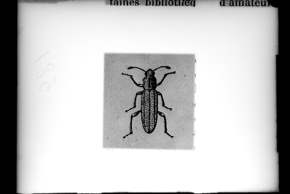 Illustrazione entomologica
ist_0581
